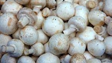 Shop MAGIC MUSHROOMS Online